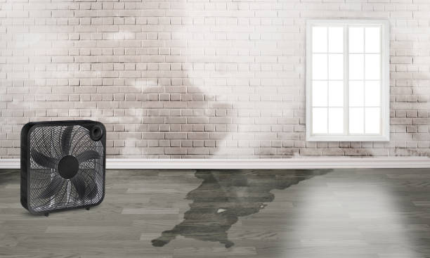 Best Professional water damage repair  in Waelder, TX